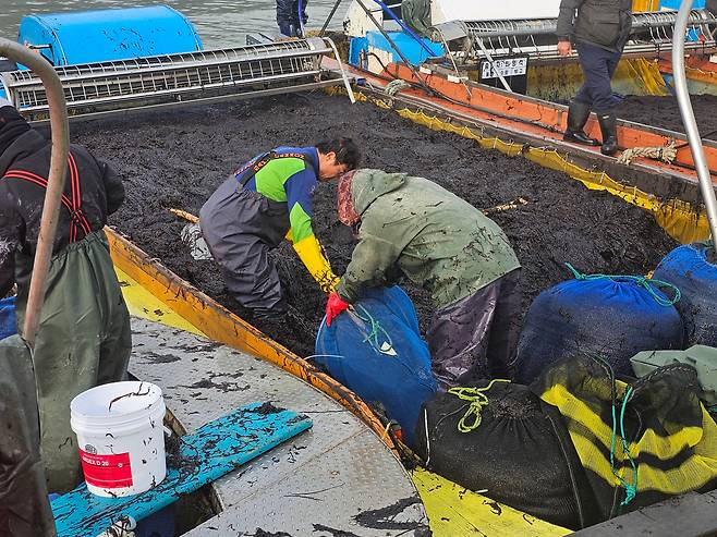 22일 아침 신안 압해읍 송공항에서 어민들이 캐온 물김을 망에 담고 있다. /윤희훈 기자