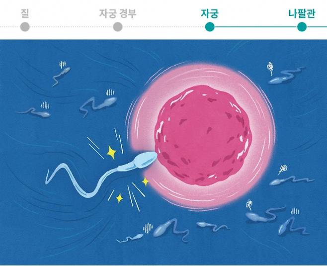 진정한 승리자는 처음 뚫은 정자. 과학동아 제공&nbsp;