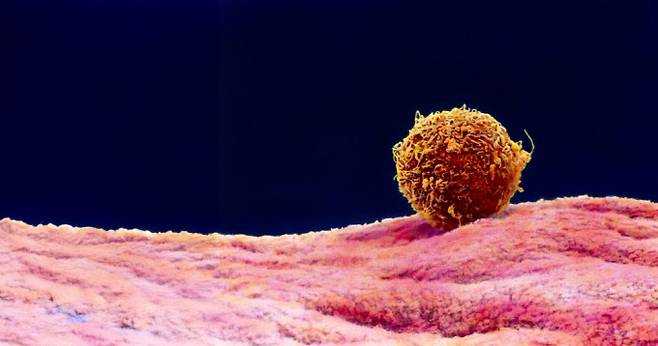 난자가 정자를 수동적으로 기다리고 있다는 말은 틀린 말이다. 자신을 찾도록 정자를 능동적으로 유도했다는 말이 더 맞을 것이다. 게티이미지뱅크 제공