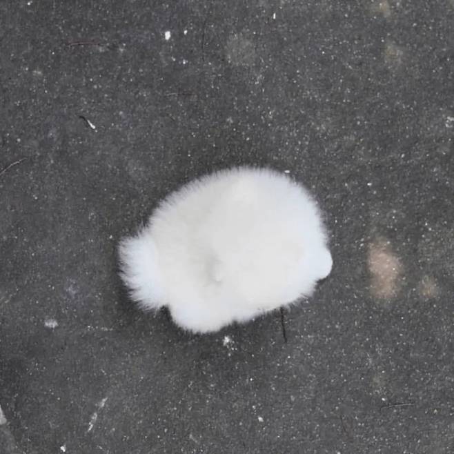 단팥 살짝 삐져나온 호빵.jpg