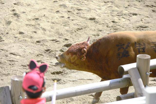 소싸움 후 상처를 입은 소의 모습. 동물자유연대 제공