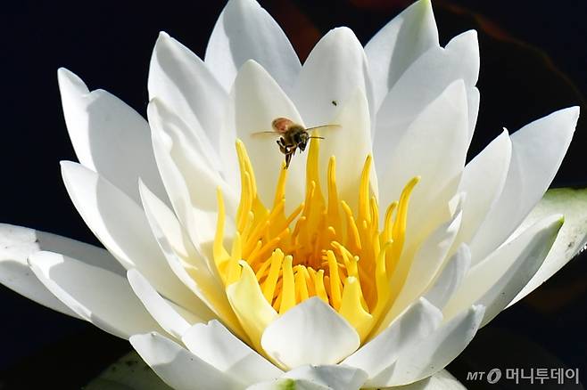 (포항=뉴스1) 최창호 기자 = 22일 경북 포항시 북구 장성동 신제지 연못에서 꿀벌 한마리가 수련꽃 꿀을 따기 위해 날아들고 있다. 2024.5.22/뉴스1  Copyright (C) 뉴스1. All rights reserved. 무단 전재 및 재배포,  AI학습 이용 금지. /사진=(포항=뉴스1) 최창호 기자