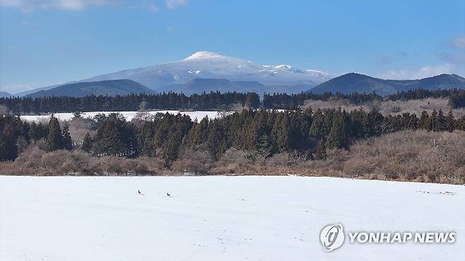 제주 한라산 설경과 노루 [연합뉴스 자료사진]