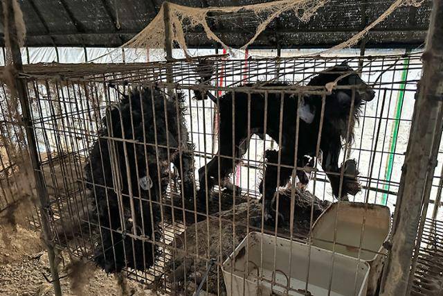 충남 보령시 불법번식장에서 길러지던 깜동이의 모습. 동물자유연대 제공