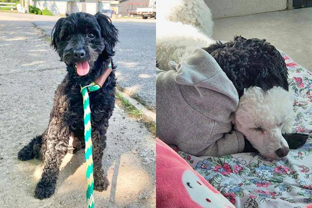 깜동이는 사람 걸음 속도에 맞춰 산책을 하고, 다른 개 친구와 살을 맞대고 잠을 자기도 한다. 동물자유연대 제공