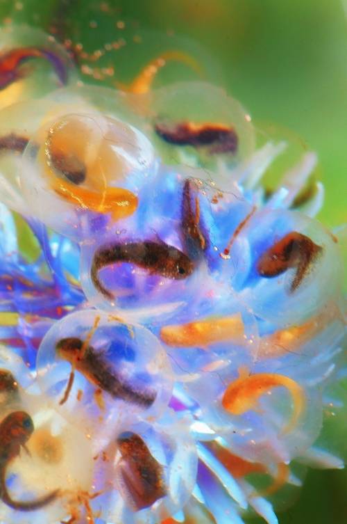 아홀로틀 배아. [사진출처= Colleen Galvin]