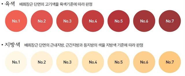 '육색’은 NO.3, NO.4, NO.5 정도의 밝은 선홍색 색상을 가진 고기가 좋고, 지방색은 NO.1, NO.2 수준의 우윳빛 색상이어야 신선한 고기다./사진=농촌진흥청 제공