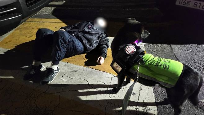 지난해 2월 2일 반려견 순찰대로 활동하는 '오이지'가 만취해 길가에 쓰러진 남성 주변을 살피고 있다. /사진제공=서울시.