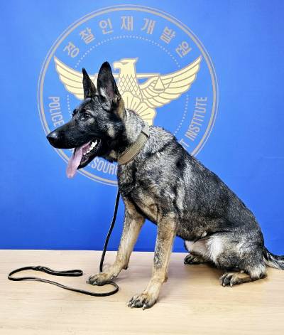 경찰견종합센터의 셰퍼드 '폴'의 사진이다. /사진제공= 유정환 경찰인재개발원 교수 요원.