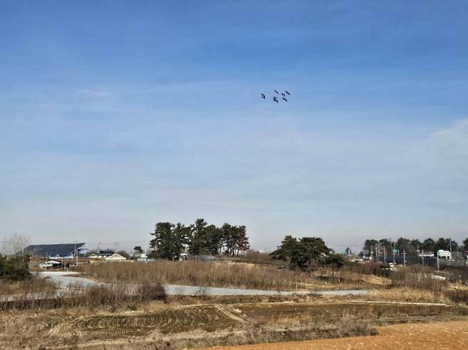 김제국제공항 부지였던 전북 김제시 공덕리 공덕면 산 일대. 정부가 500억원의 예산을 투입한 이 땅은 현재 농경지 외에는 활용할 수 없다. 철새 때가 무리지어 이동하고 있는 모습/사진=이정혁 기자