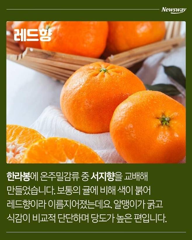 237976183dd96a25c73e9ea2b75fbfb1.jpg 한라봉, 천혜향, 레드향, 황금향의 차이