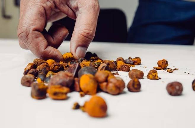 [서울=뉴시스] WSJ은 최근 브라질 남부 바레토스 지역에서 무장 갱단이 농가에 침입해 소를 무단으로 도축하고 담석을 훔쳐 달아나는 사건이 연이어 발생하고 있다고 보도했다. (사진=WSJ) *재판매 및 DB 금지