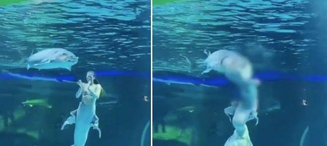 중국의 한 관광지에서 인어 공연 도중 거대 철갑상어가 배우의 머리를 무는 아찔한 사고가 발생했다. 출처=뉴시스, 지무신문