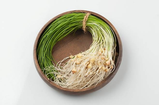 달래. 사진출처|어도비 스톡