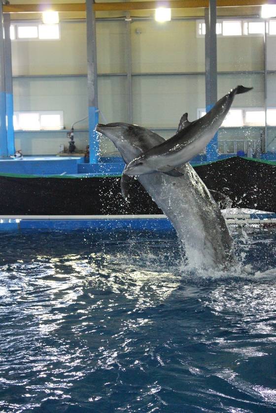 고장수의 어릴때 모습. 보조풀장에서 엄마인 장꽃분과 점프를 하고 있다. 사진 고래생태체험관