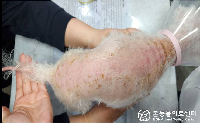 전신 탈모와 심한 각질, 저체온증과 서맥, 비틀거리는 증상으로 동물병원에 내원한 말티즈(몰티즈) 강아지(본동물의료센터 제공) ⓒ 뉴스1
