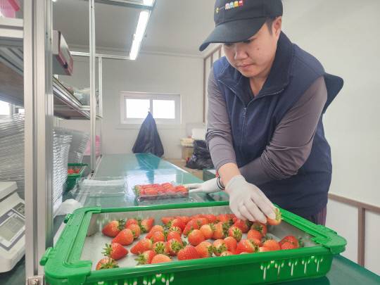 지난 5일 홍성군 갈산면에 소재한 ㈜헤테로에서는 막 수확한 딸기 포장 작업이 한창이었다. 윤신영 기자.