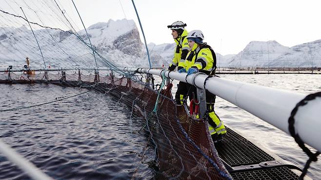 /레로이 오로라 제공