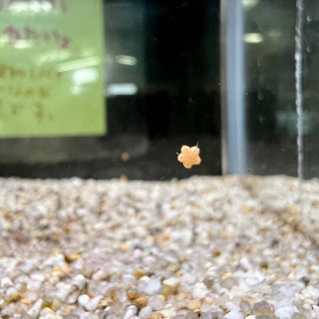 i1169324712.jpg 아기 불가사리.jpg