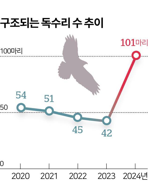 구조되는 독수리 수 추이. 충남야생동물구조센터 제공