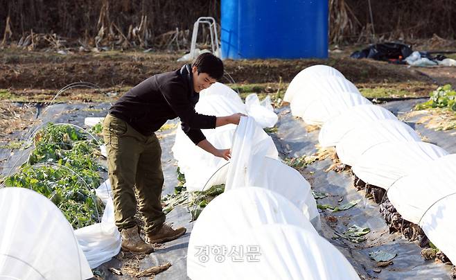 충남 홍성군 홍동면 ‘오와린’ 농장에서 청년농부 이재영씨가 지난달 7일 비닐하우스내 채소를 살펴보고 있다. 서성일 선임기자
