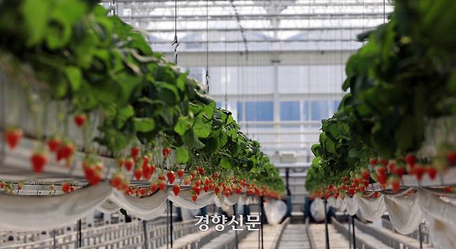 청년농업인 고택균씨가 농사를 짓고 있는 전북 김제시 백구면 김제스마트팜혁신밸리내 임대형농장에 지난달 6일 딸기가 열려 있다. 서성일 선임기자