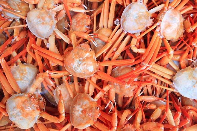 붉은대게.[사진=한국관광공사]