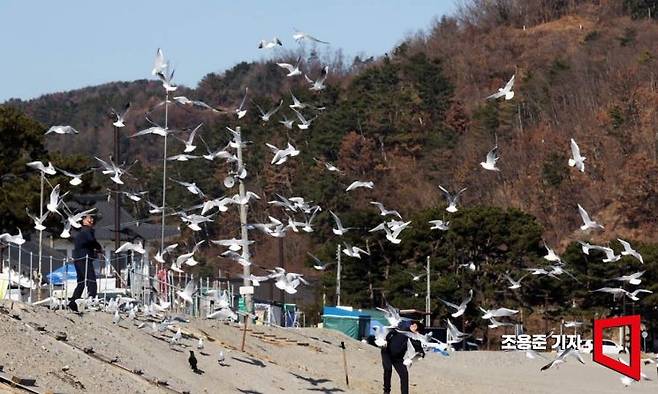 봉길해변에서 관광객들이 던져주는 새우깡을 먹기 위해 몰려든 갈매기들