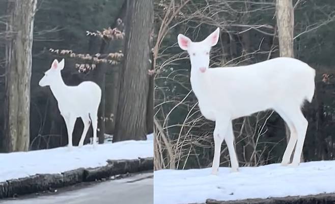 알비노 사슴. /틱톡