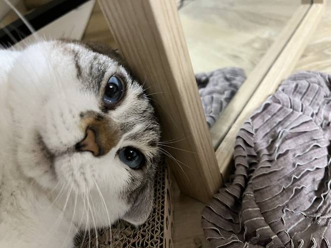 우리 몽실이 보고가세용