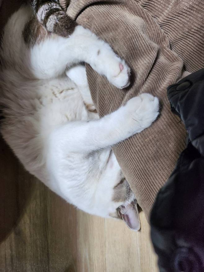 우리 몽실이 보고가세용