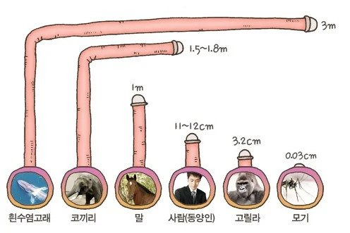 고추 길이 비교.jpg