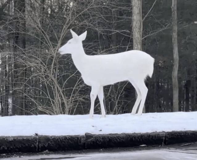 알비노 사슴. / 사진=틱톡