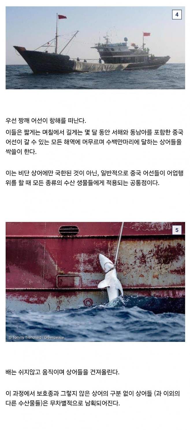 4.jpg 중국요리 샥스핀의 추악한 진실