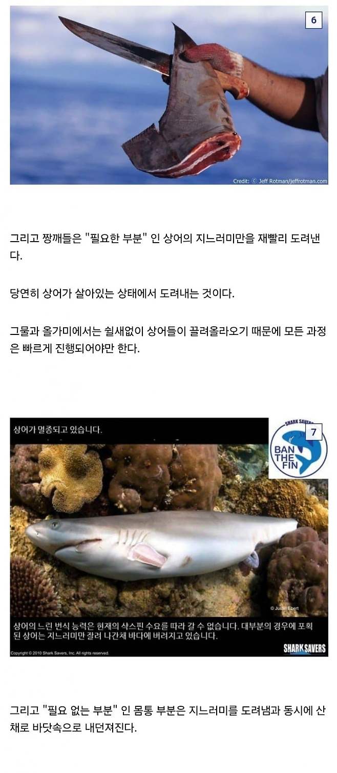 5.jpg 중국요리 샥스핀의 추악한 진실