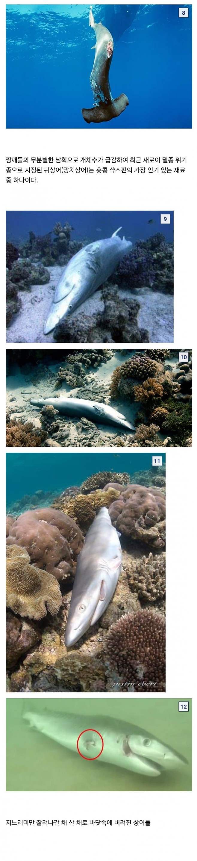 6.jpg 중국요리 샥스핀의 추악한 진실