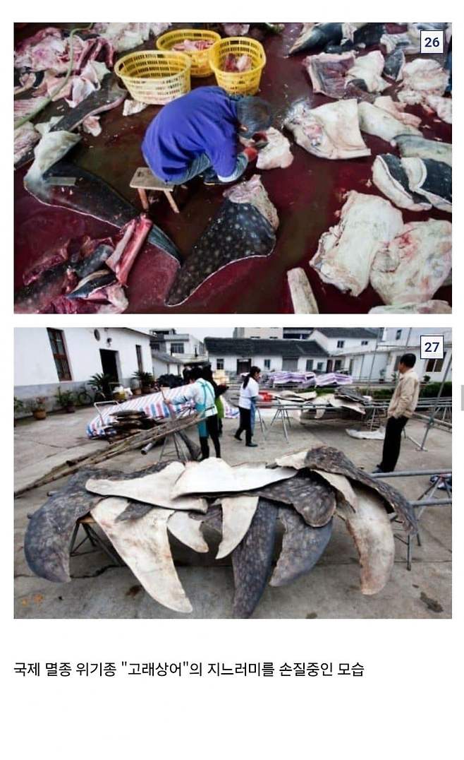 15.jpg 중국요리 샥스핀의 추악한 진실