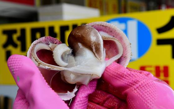 충남 홍성군 남당항 인근 천수만에서 잡힌 새조개. 올해는 고수온 여파 등으로 생산량이 크게 줄면서 가격이 올랐다. [사진 홍성군]