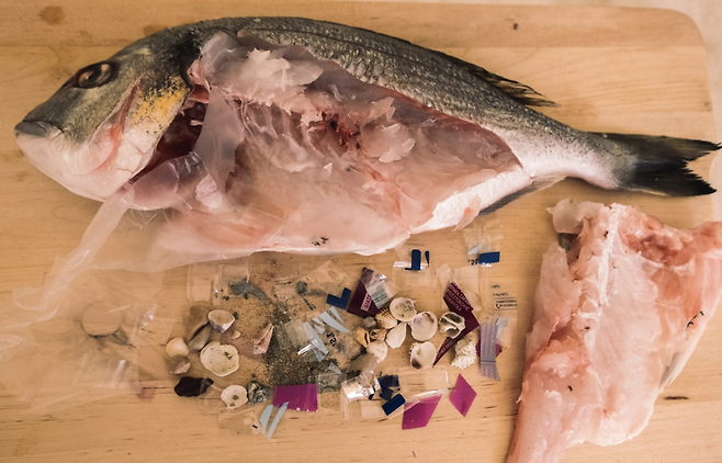 생선 속에 들어 있는 각종 쓰레기들.[인스타그램 갈무리]