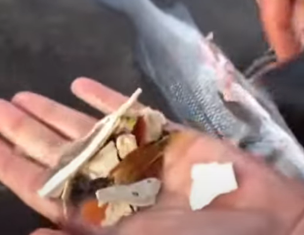 생선 내장에서 나온 플라스틱 쓰레기들.[X(구 트위터) 갈무리]