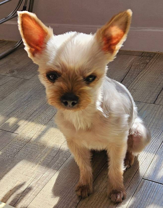 20250208_132714.jpg 점심 코스트코 쇼핑 정보와 떡볶이