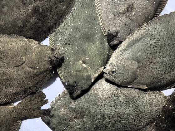 경남 거제시 라온바다에서 양식하는 광어들. 천권필 기자