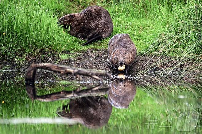 영국 퍼스셔 도뉴 강둑에서 감자를 먹으며 놀고 있는 비버들의 모습이다. 2024.06.19 ⓒ AFP=뉴스1 ⓒ News1 김예슬기자