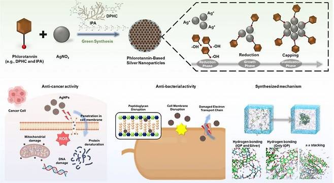 패 유래 플로로탄닌 활용 기능성 은 나노입자의 항암·항균 작용 이미지.