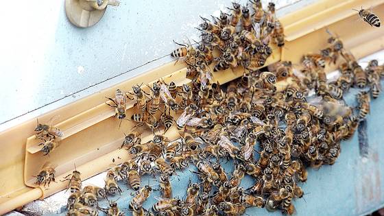 양봉장에 있는 벌통에 벌들이 모여 있다. 중앙포토