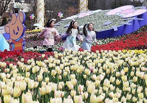 ▲ 지난해 에버랜드 튤립축제 모습 [연합뉴스]