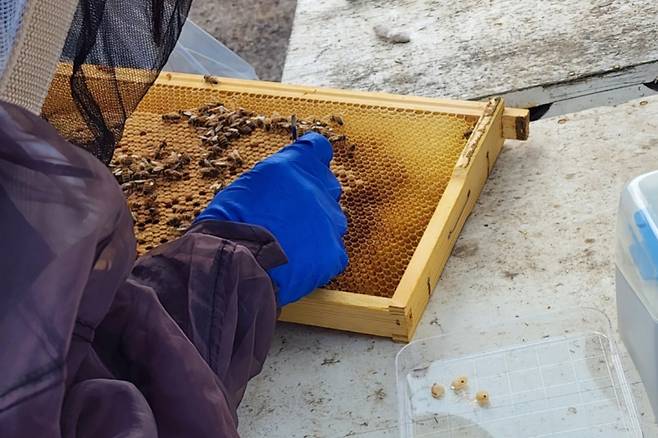 농림축산식품부 관계자가 꿀벌 질병 검사를 위해 시료를 채취하고 있다. 농림축산식품부