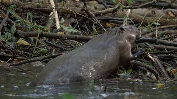 체코에 서식하는 비버가 나뭇가지로 보금자리인 둑을 만들고 있다. 출처=AOPK