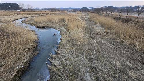 말라버린 경포천 고니 먹이터-2025년 1월 [촬영 유형재]