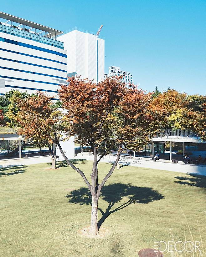 회랑 조성 과정 중 걸리는 나무들은 중정으로 옮겨 심었다.